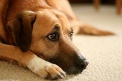 Хроническая почечная недостаточность у собак