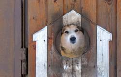 Как построить будку для собаки?