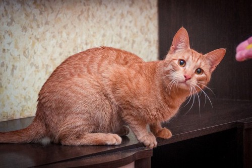 Солнечный котик Рома – счастье и радость в Вашем доме!