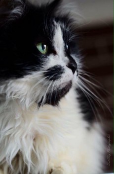 Тихая норвежка кошка Тэсса ищет свой дом