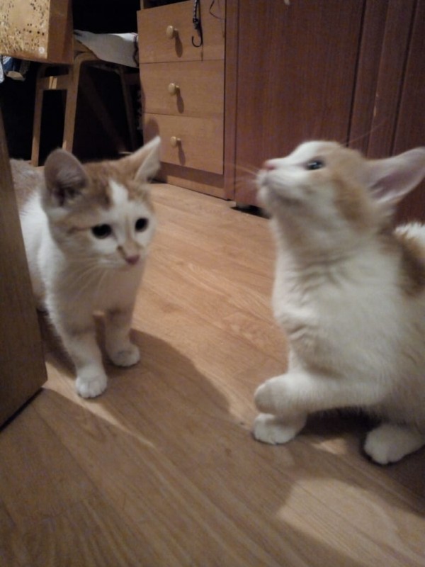 Котята Ваня и Ромбик ищут хозяев Кошки и котята в дар