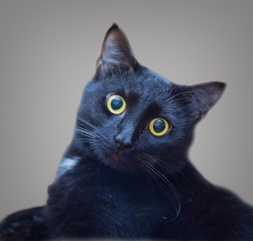 Чёрный  котик Дёма