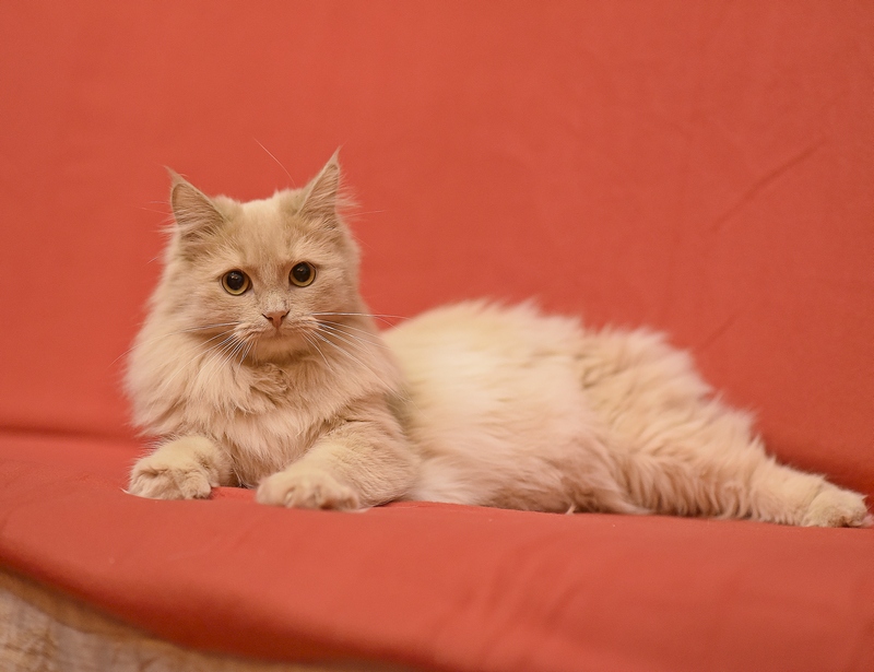 Кошки и котята в дар - Собаки и кошки в добрые руки в Москве - Отдам