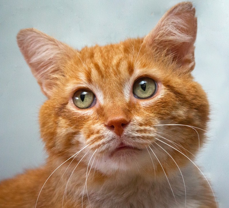 Европейский короткошерстный кот рыжий. Рыжая кошечка. Европейская короткошерстная кошка рыжая. Хитрый рыжий кот. Рыжий сырник.