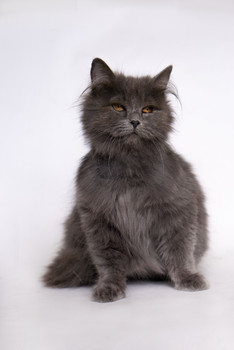 Персидский котенок Мелисса в добрые руки