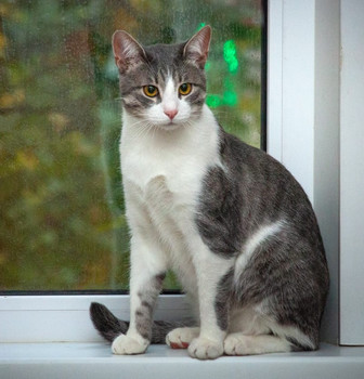 Симпатичный серо-белый котик  Плюш ищет дом