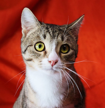 Симпатичный котик -полосатик Грей ищет дом