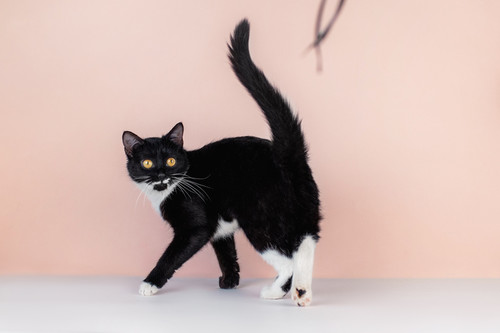 Маркиза Дарья, черно-белая кошка в добрые руки